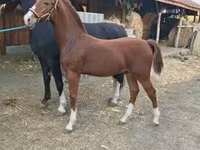 Koń, Dutch warmblood horse — zdjęcie 1