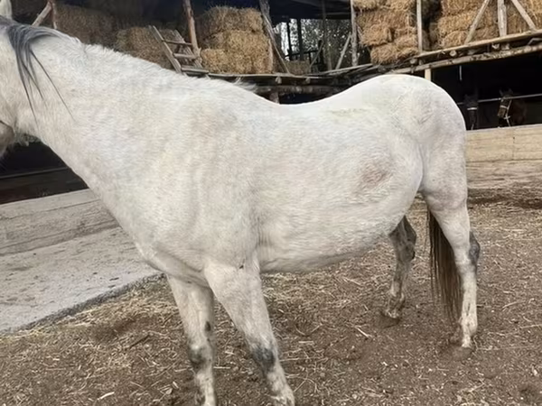 雌馬, Tersk horse