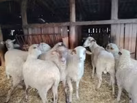 Вівця, Ile-de-France sheep — фото 3