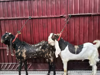 Jarac, Kamori goats — fotografija 3