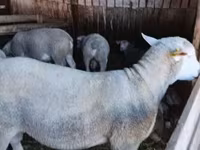كبش, Ile-de-France sheep — الصورة 7