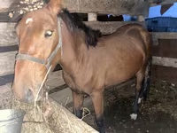 Égua, Cavalos — foto 3
