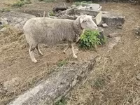 母羊, Australian merinos sheep — 照片 1
