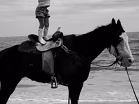 Kobila, American paint horse — fotografija 3