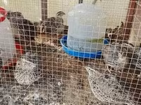 Quails — Foto 2