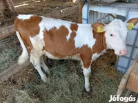Krowa, Simmental cattle — zdjęcie 1