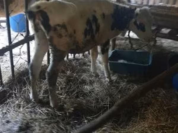 母牛, Cattle