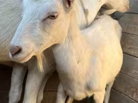 Коза, Saanen goat — фото 3