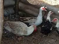 Ducks — الصورة 6
