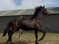 Yegua, Caballos — foto 3