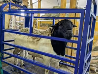 Ovca, Edilbay sheep — fotografija 4