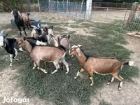 Cabro, Cabras — foto 4