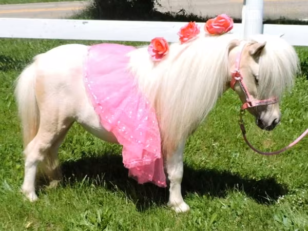 Kobila, Palomino