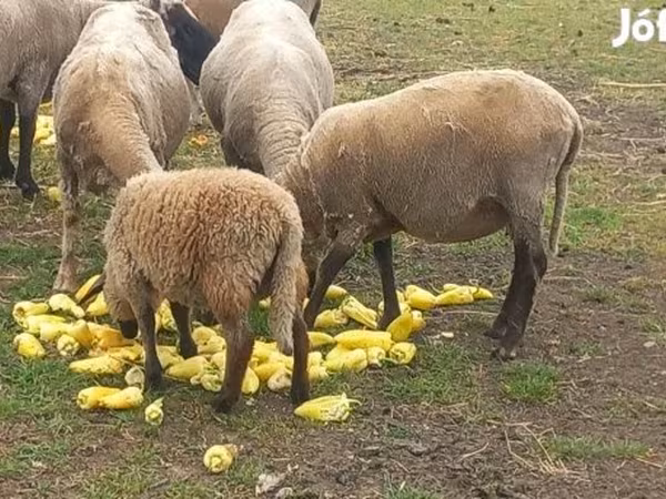 Баран, Цигай овца