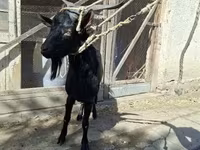 Kozioł, Kozy — zdjęcie 1