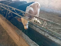 Sigir, Swiss cattle — 2-rasm