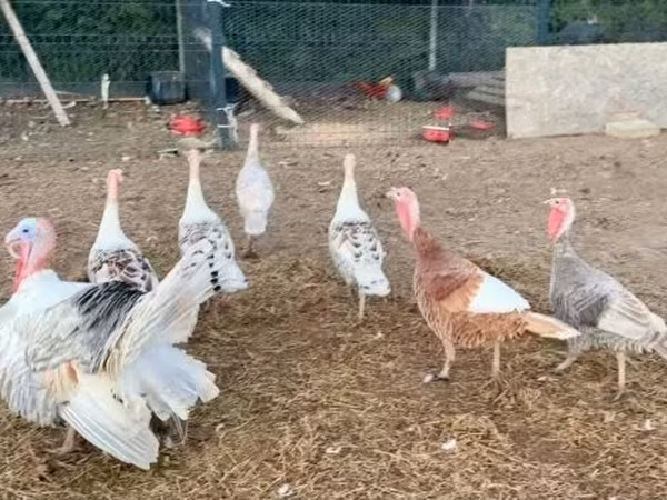 Turkeys