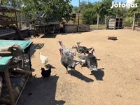 Turkeys — Foto 2