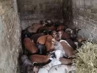 母羊, Cameroon sheep — 照片 3