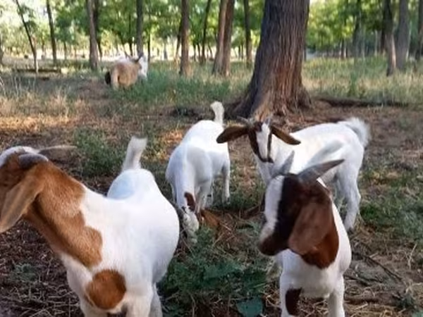 बकरा, Boer goat