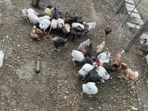 Chickens — Угорщина