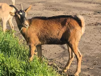 Koza, Alpine goat — zdjęcie 6