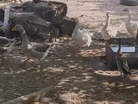 Geese — 照片 6