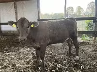 母牛, Charolais cattle — 照片 1
