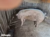 मादा सूअर, Крупная белая — फ़ोटो 1