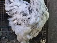 Brahma — photo 1