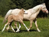 Horse (M), American shetland pony — photo 2
