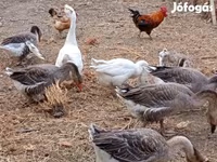 Geese — الصورة 1