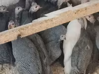 Guinea fowl — zdjęcie 3