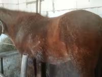 Кобила, Kazakh horse — фото 3