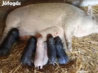 मादा सूअर, Вьетнамская вислобрюхая — फ़ोटो 1