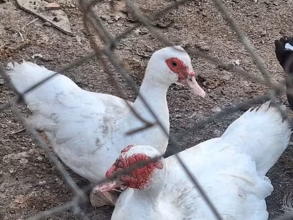 domaća muskovska patka