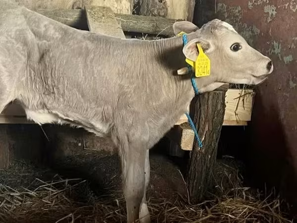 Sigir, Charolais cattle — Vengriya