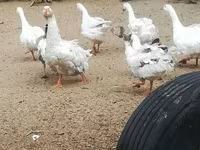 Geese — fotografija 4