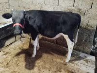 Byk, Russian Black pied cattle — zdjęcie 2