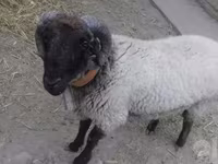 Ovan, Suffolk sheep — fotografija 1