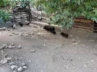 母猪, Вьетнамская вислобрюхая — 照片 2