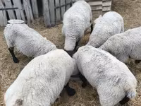 Qoʻchqor, White Suffolk sheep — 2-rasm