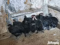 gallina danesa — foto 4