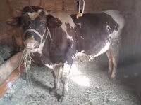 Buqa, Russian Black pied cattle — 1-rasm