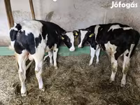 公牛, Holstein breed — 照片 4
