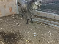 Jarac, Damask goat — fotografija 1