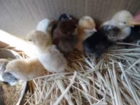 Chickens — Foto 1