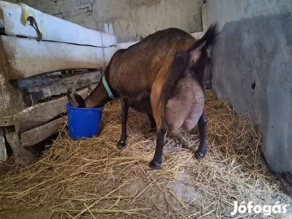 公山羊, Alpine goat