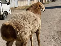 Qoç, Arashan sheep — foto 4