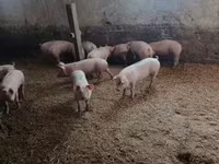 Świnie (partia, płeć nieokreślona), Крупная белая — zdjęcie 6